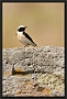 Oostelijke Blonde Tapuit, Eastern Black-eared Wheatear, Oenanthe melanoleuca Location: Molivos, Greece (Lesbos) oostelijke blonde tapuit MG 3467 kopie